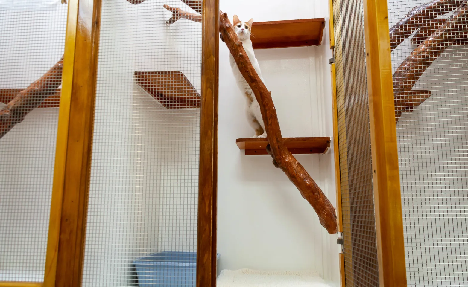 Cat climbing wooden branch in the Skylight Suite